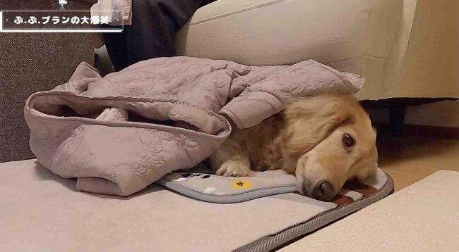 ダックスフンド,動画