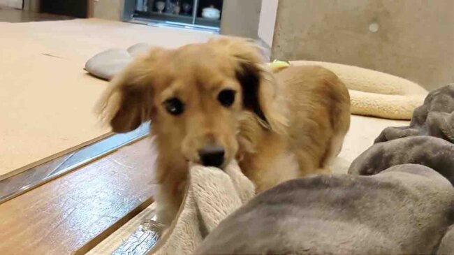 ダックスフンド,動画