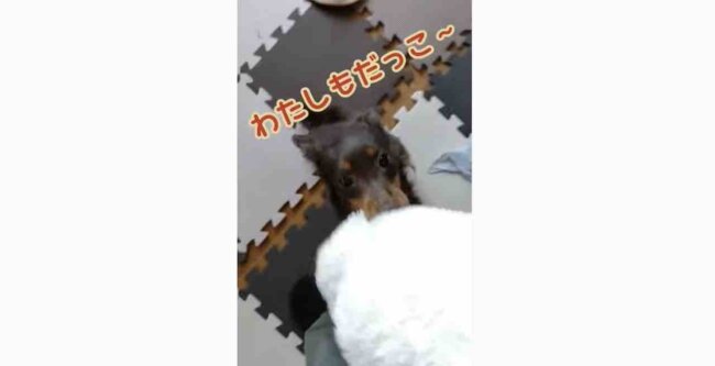 ダックスフンド,動画