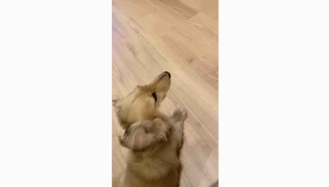 ダックスフンド,動画