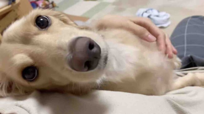 ダックスフンド,動画