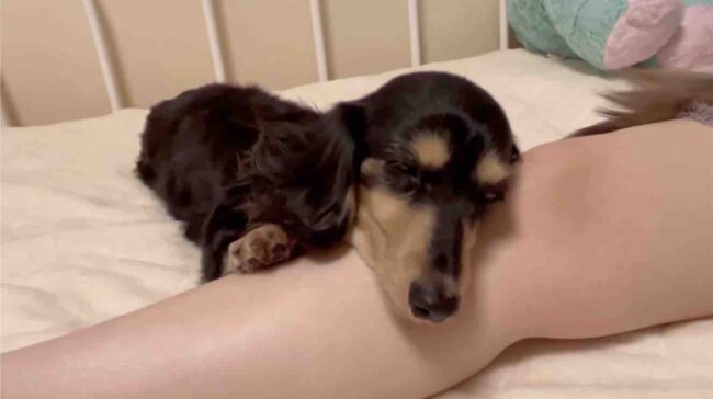 ダックスフンド,動画