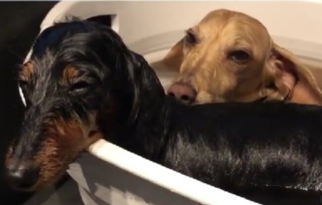 ダックスフンド,動画