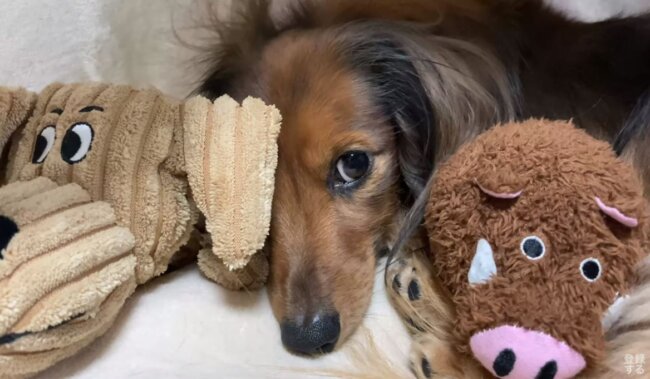 ダックスフンド,動画