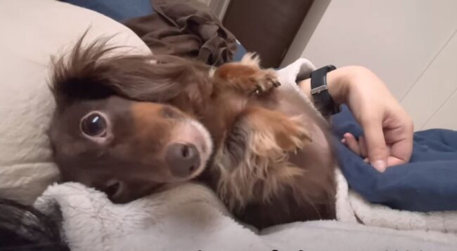 ダックスフンド,動画