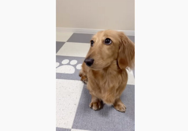 ダックスフンド,動画