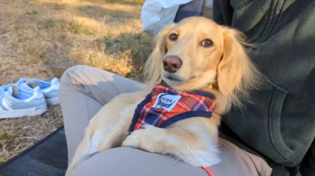 ダックスフンド,動画