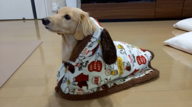 ダックスフンド,動画