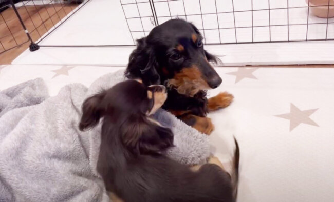 ダックスフンド,動画