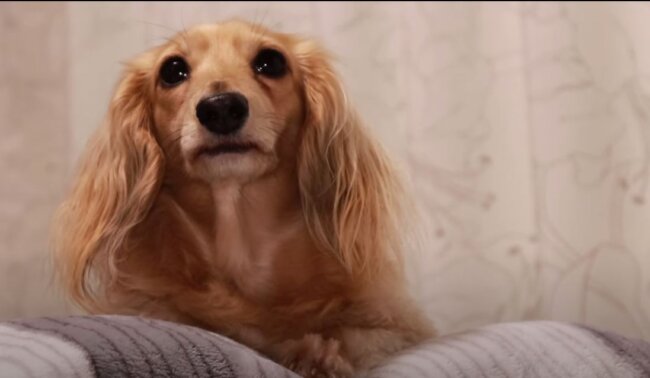 ダックスフンド,動画