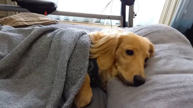 ダックスフンド,動画