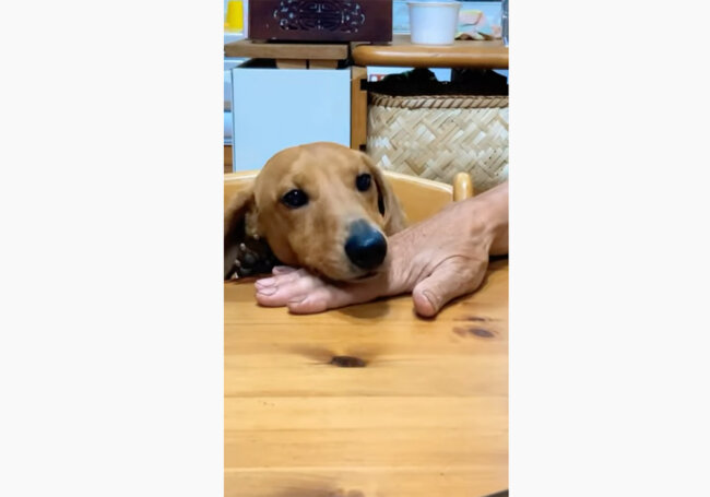 ダックスフンド,動画