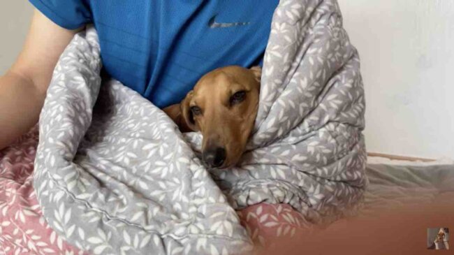 ダックスフンド,動画