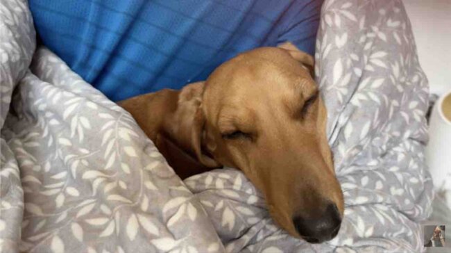 ダックスフンド,動画