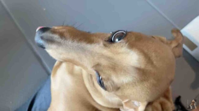 ダックスフンド,動画