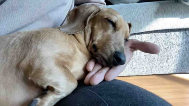 ダックスフンド,動画