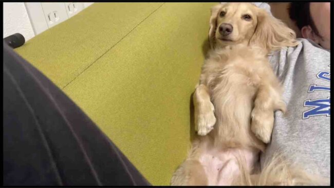 ダックスフンド,動画