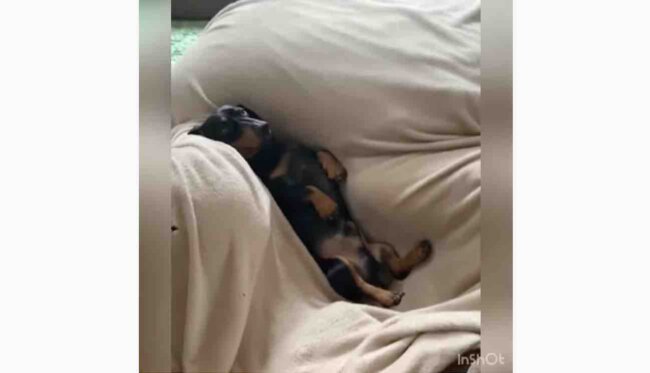 ダックスフンド,動画