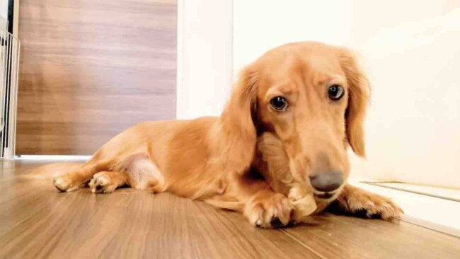 ダックスフンド,動画