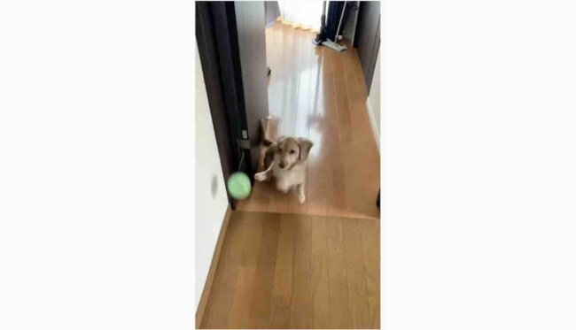 ダックスフンド,動画