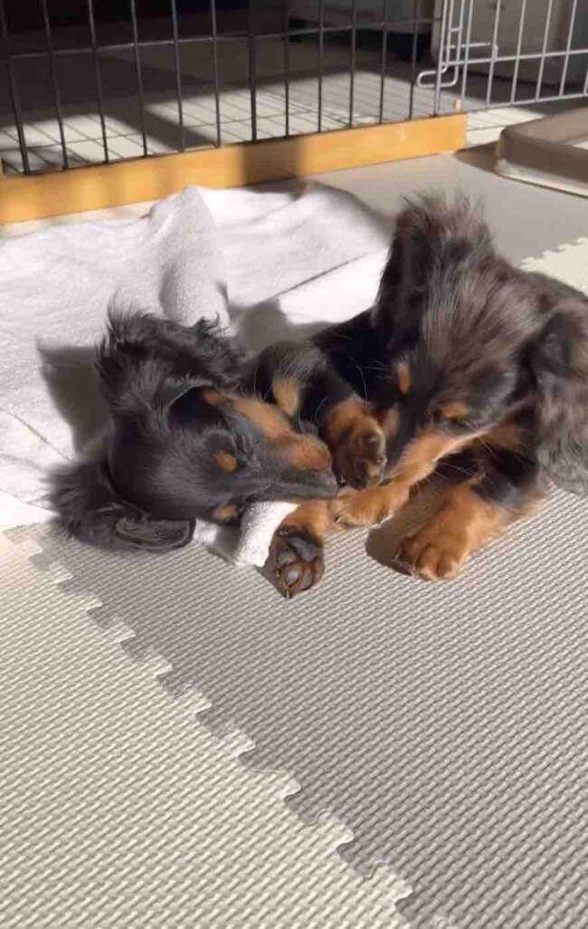 ダックスフンド,動画