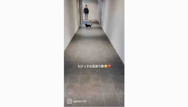 ダックスフンド,動画