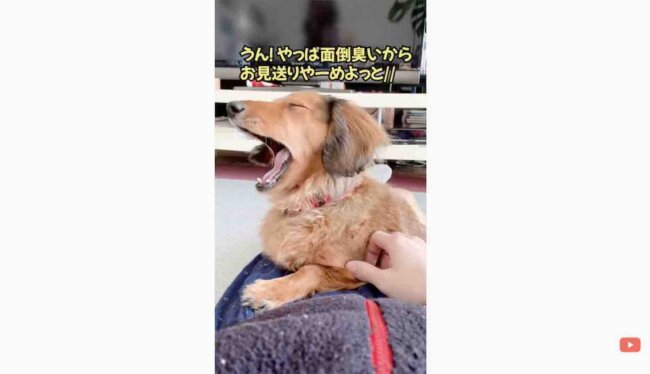 ダックスフンド,動画