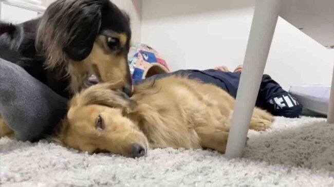 ダックスフンド,動画