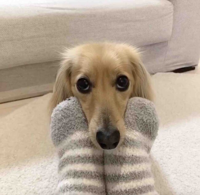 ダックスフンド,動画