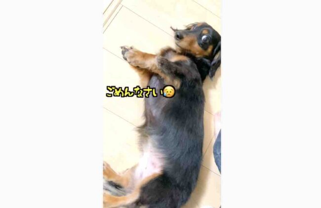 ダックスフンド,動画