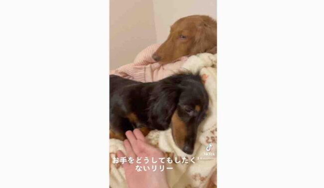 ダックスフンド,動画