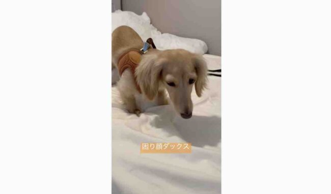 ダックスフンド,動画