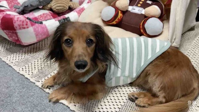 ダックスフンド,動画