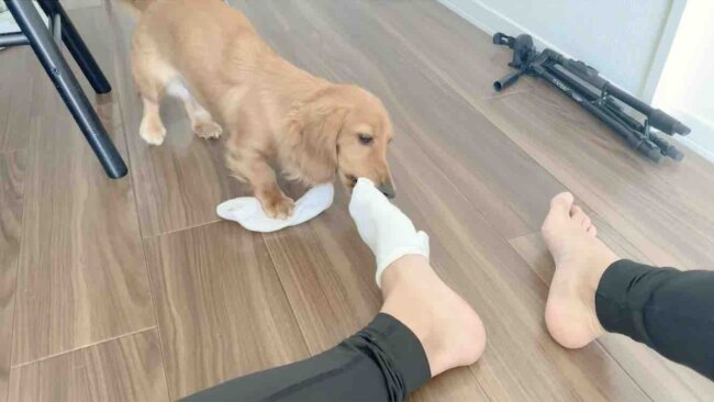 ダックスフンド,動画