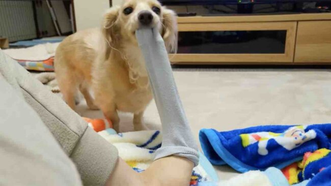 ダックスフンド,動画