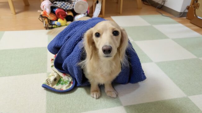 ダックスフンド,動画