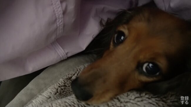 ダックスフンド,動画