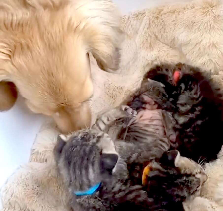 ダックスフンド,動画