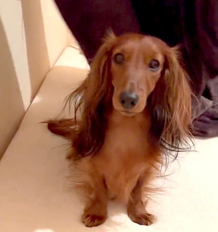 ダックスフンド,動画