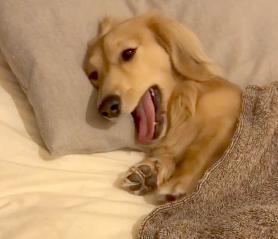 ダックスフンド,動画