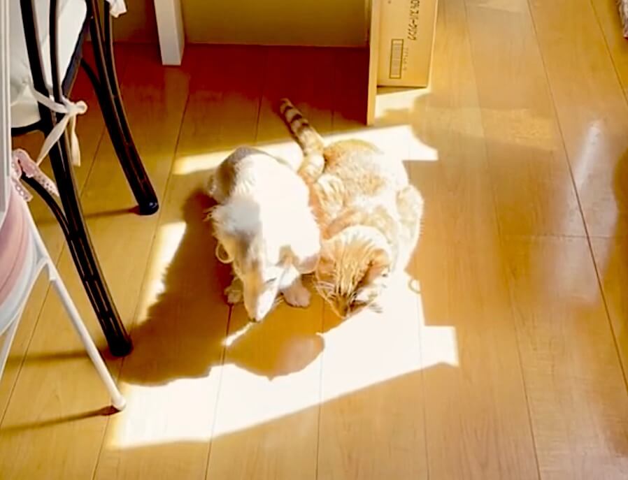 ダックスフンド,猫,動画