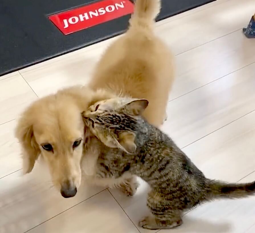 ダックスフンド,動画