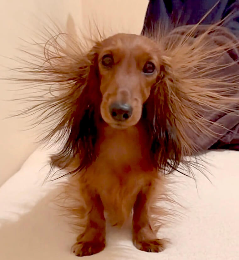 ダックスフンド,動画