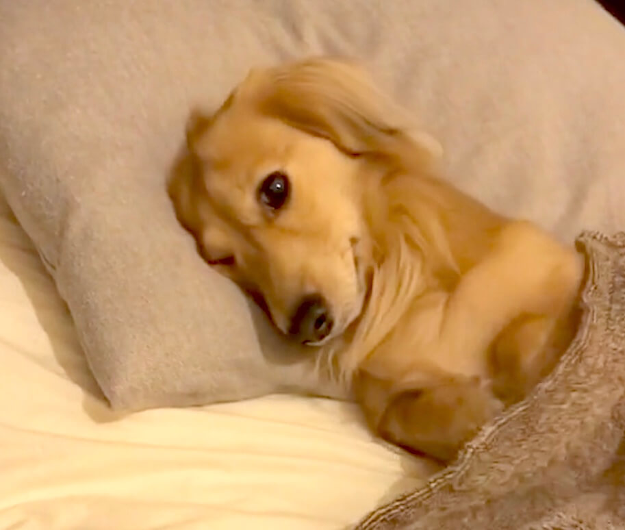 ダックスフンド,動画