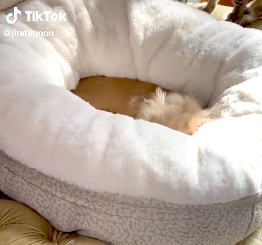 ダックスフンド,猫,動画