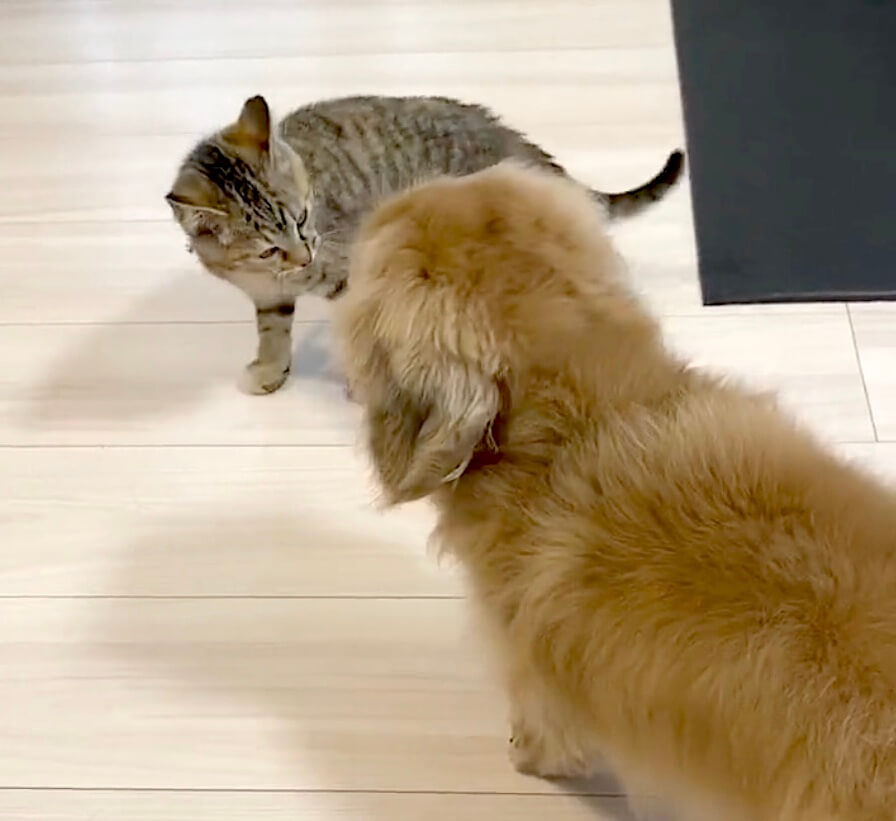 ダックスフンド,動画