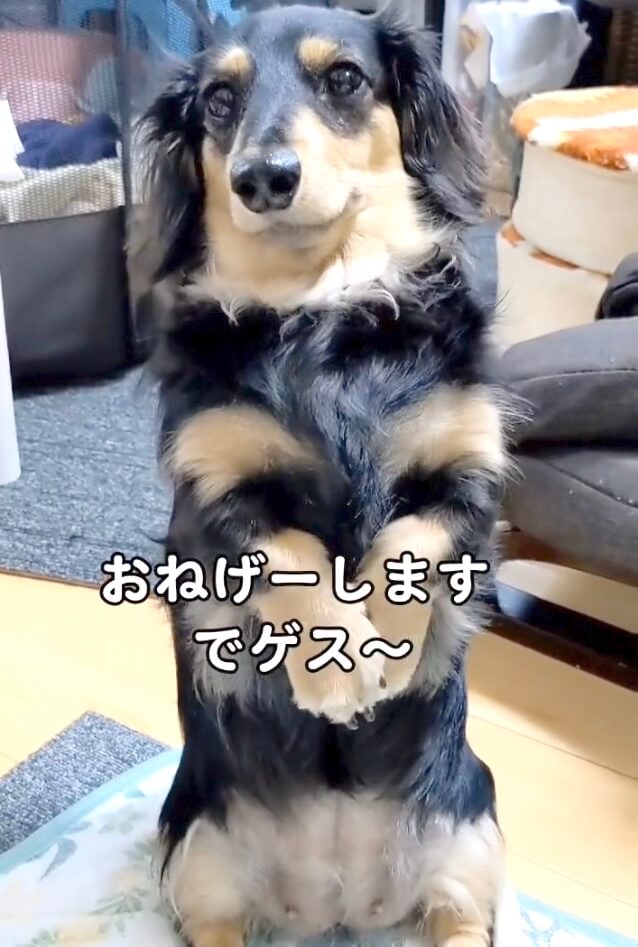 ダックスフンド,動画