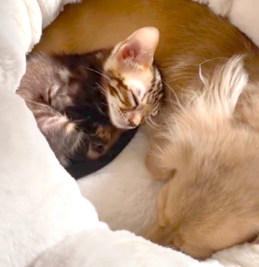 ダックスフンド,猫,動画