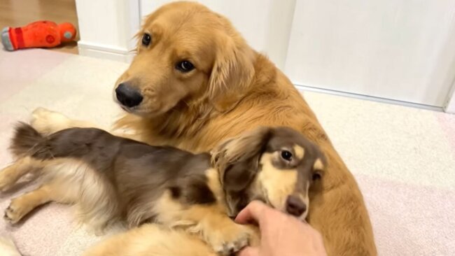 ダックスフンド,動画