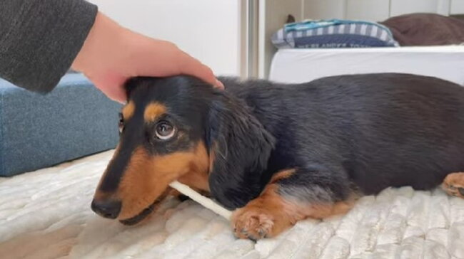 ダックスフンド,動画